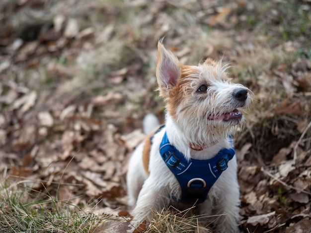 Retrato de un cachorro de Jack Russell Terrier en el bosque de la primavera