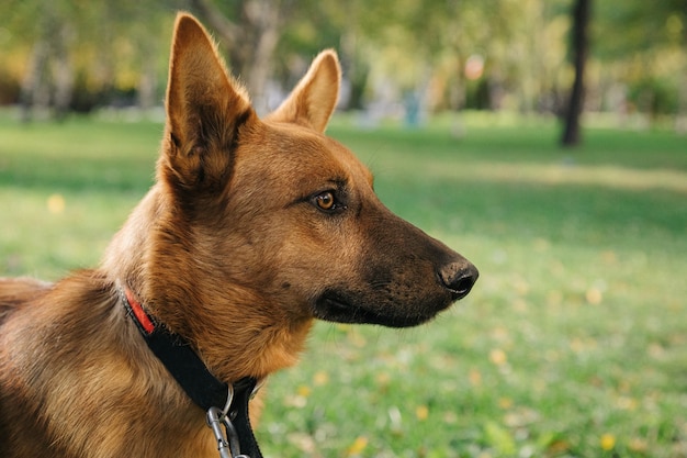 Retrato de cachorro lindo feliz con fondo de follaje bokeh. Disparo a la cabeza del perro de la sonrisa con la hoja de primavera colorida al atardecer con espacio. Perro callejero.