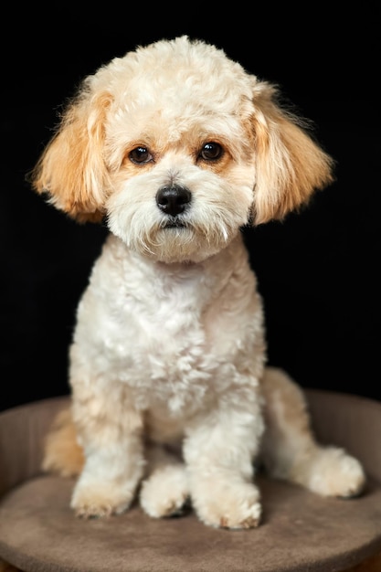 Un retrato de cachorro maltipoo beige Adorable mezcla de maltés y caniche Cachorro