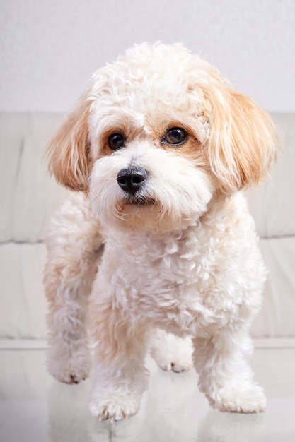 Retrato de un cachorro maltipoo beige sobre una mesa de cristal en la habitación