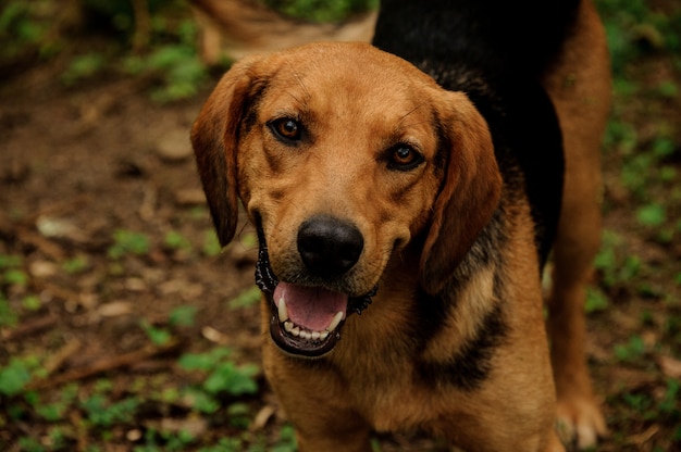 Retrato de cachorro marrón en el bosque