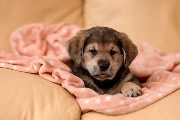 Retrato de un cachorro marrón triste Un perro pequeño mira a la cámara