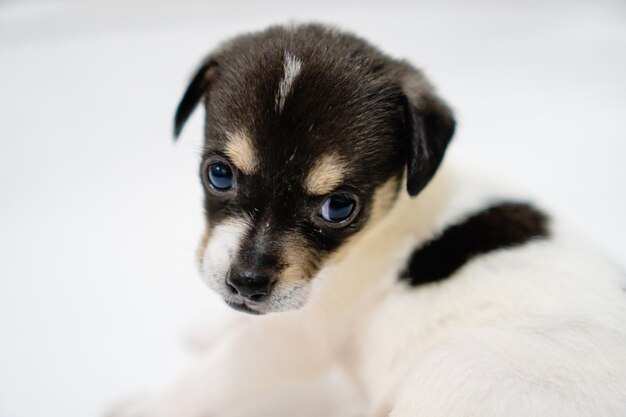 Retrato de un cachorro mestizo sobre un fondo blanco.