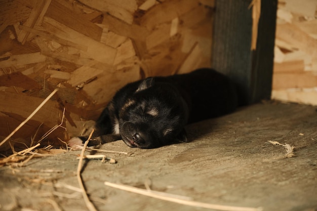 Retrato de cachorro negro y rojo recién nacido cerca de Tiny Alaskan husky de kennel of northern sled