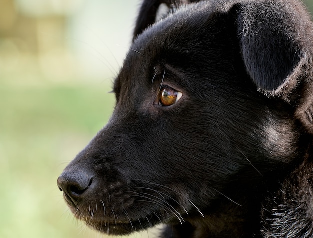 Retrato de un cachorro negro.