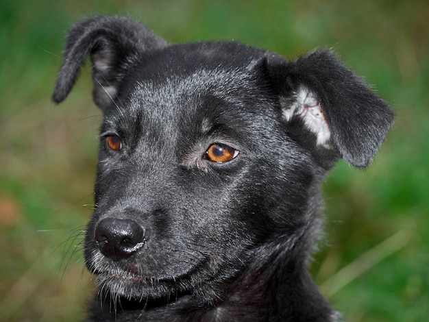 Retrato de un cachorro negro