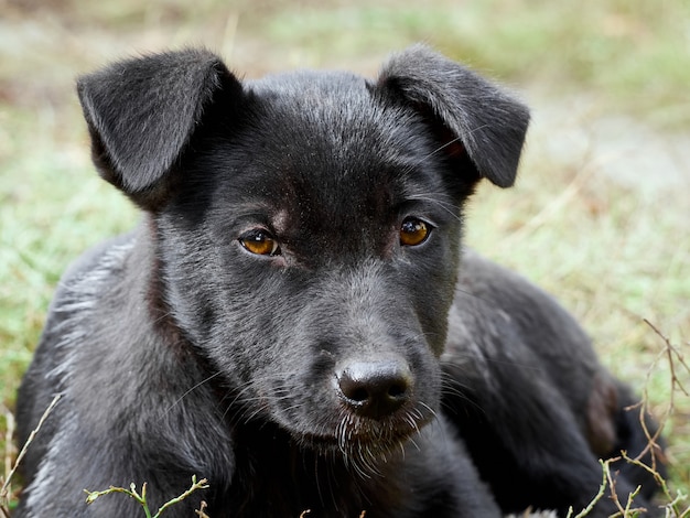 Retrato de un cachorro negro