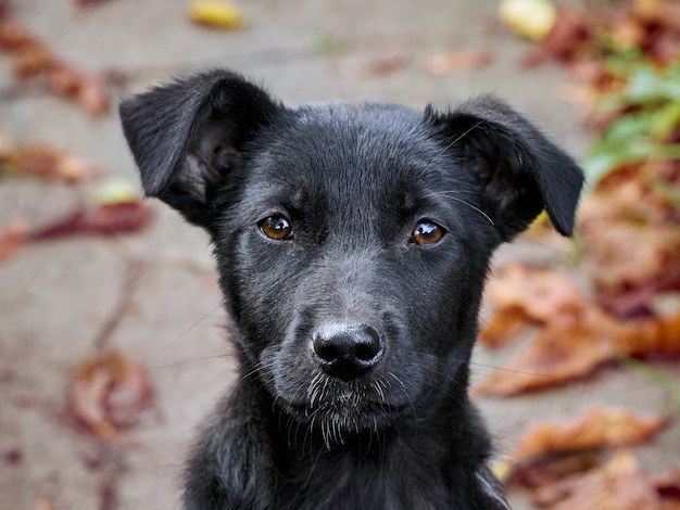 Retrato de un cachorro negro.