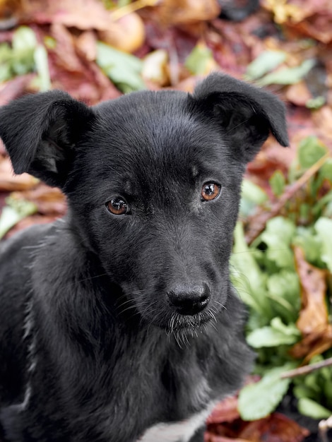 Retrato de un cachorro negro.