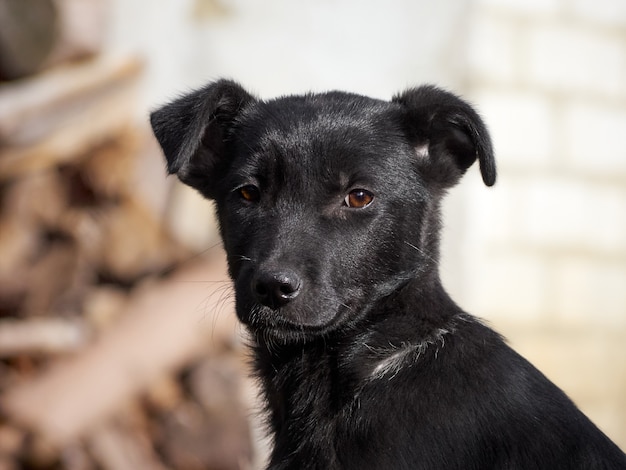 Retrato de un cachorro negro.