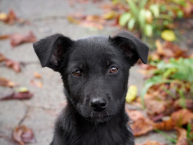 Retrato de un cachorro negro.