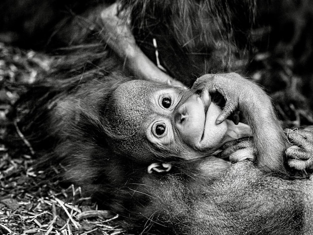 Foto retrato de un cachorro de orangutan kendari en el zoológico de viena