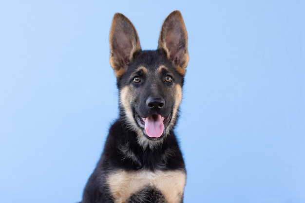 Retrato de cachorro de pastor aislado en superficie azul