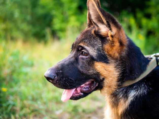 Retrato de un cachorro de pastor alemán caminando en el parque sobre un fondo verde