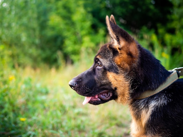 Retrato de un cachorro de pastor alemán caminando en el parque sobre un fondo verde