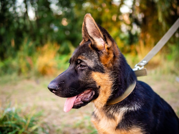 Retrato de un cachorro de pastor alemán