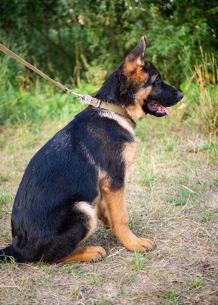 Retrato de un cachorro de pastor alemán