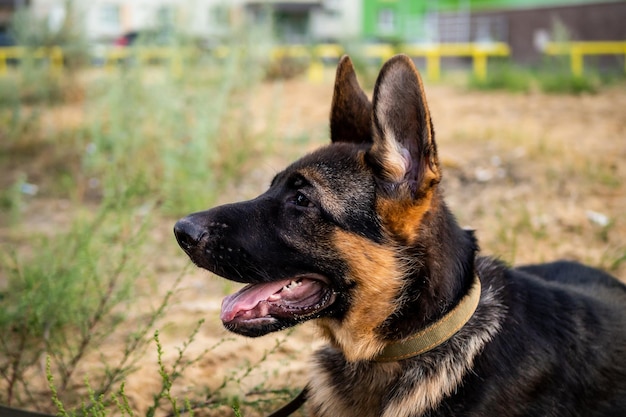 Retrato de un cachorro de pastor alemán