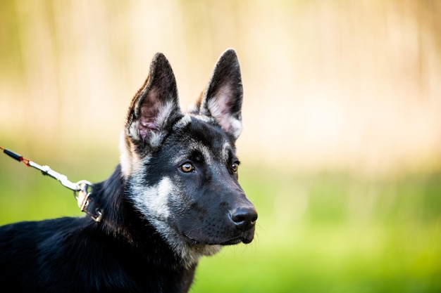 Retrato de un cachorro de pastor de Europa del Este que se enfrenta al concepto de mascotas