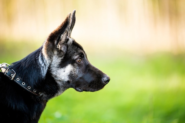 Retrato de un cachorro de pastor de Europa del Este vista de perfil de cara de primer plano el concepto de mascotas