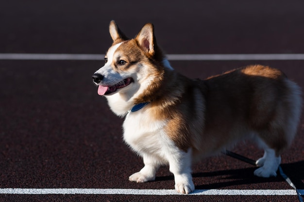 Retrato de un cachorro de Pembroke Welsh Corgi en un día soleado Se pone de pie y mira hacia el lado sacando su lengua Perro pequeño feliz Concepto de cuidado de la vida animal espectáculo de salud