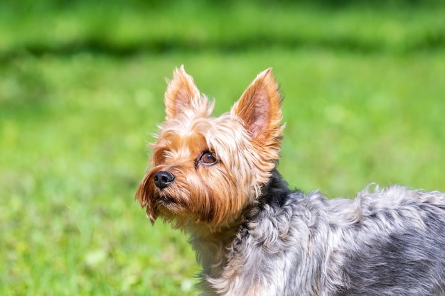 Retrato de cachorro pequeño en el campo