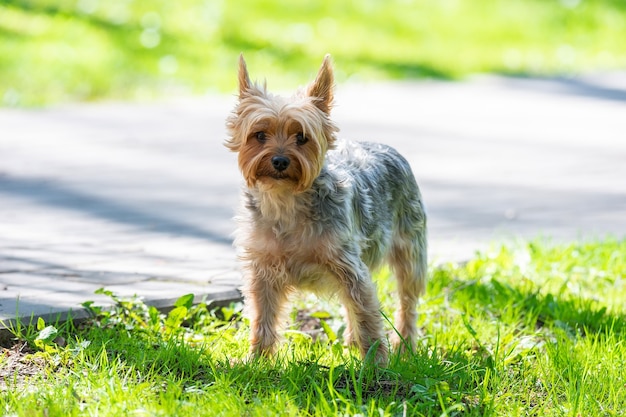 Retrato de cachorro pequeño en el campo