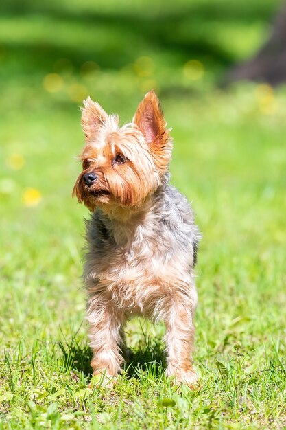 Retrato de cachorro pequeño en el campo