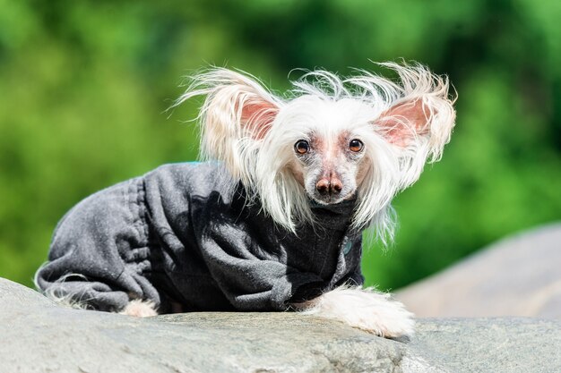 Retrato de cachorro pequeño en el campo