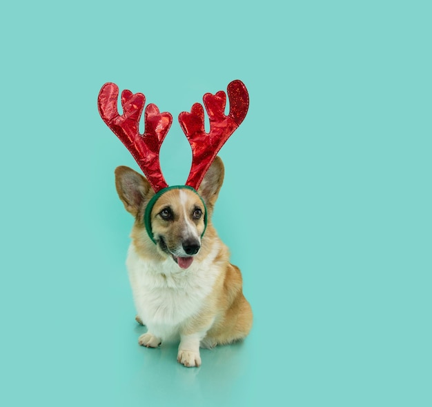 Retrato Cachorro de perro corgi celebrando la Navidad con una diadema de astas de reno Isolsated sobre fondo azul o verde