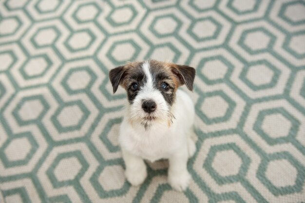 Retrato cachorro perro jack russell mirando hacia arriba y sentado sobre una alfombra