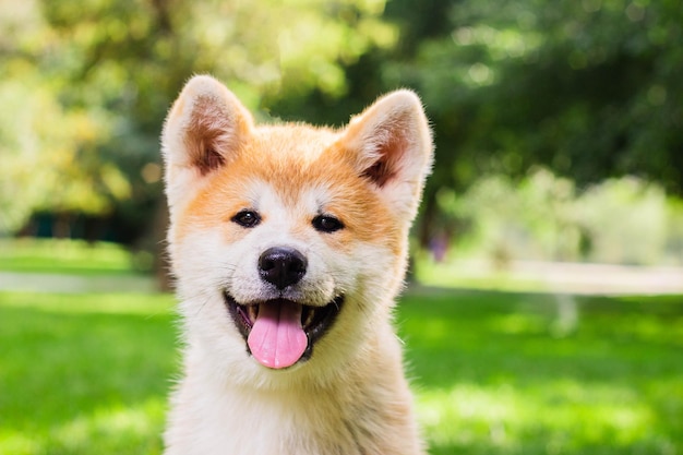 Retrato de un cachorro de perro japonés Akita inu en el parque