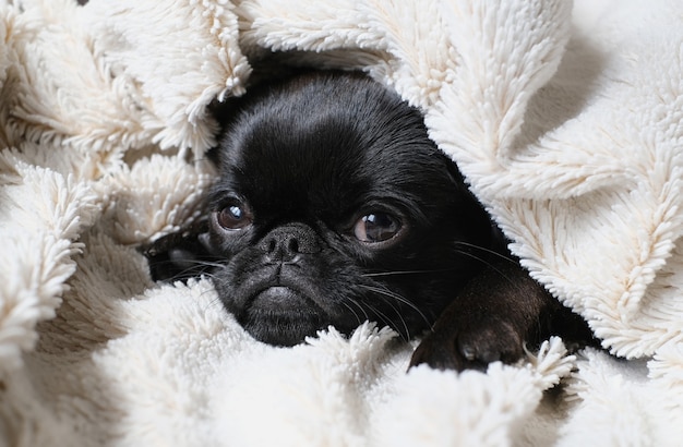 Retrato de cachorro de perro negro, brabancon con cara divertida sobre fondo blanco manta. Cachorro durmiendo