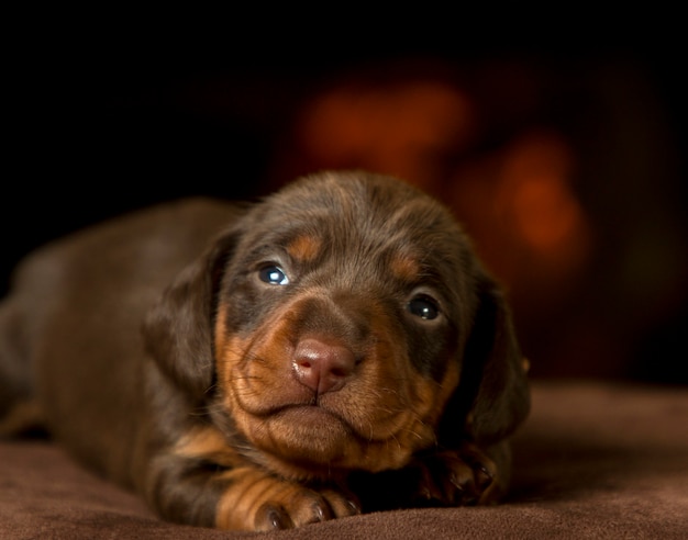 Retrato de un cachorro de perro salchicha hermoso, lindo y suave