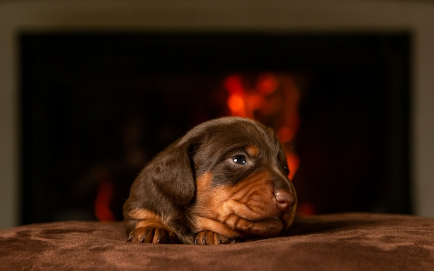 Retrato de un cachorro de perro salchicha hermoso, lindo y suave