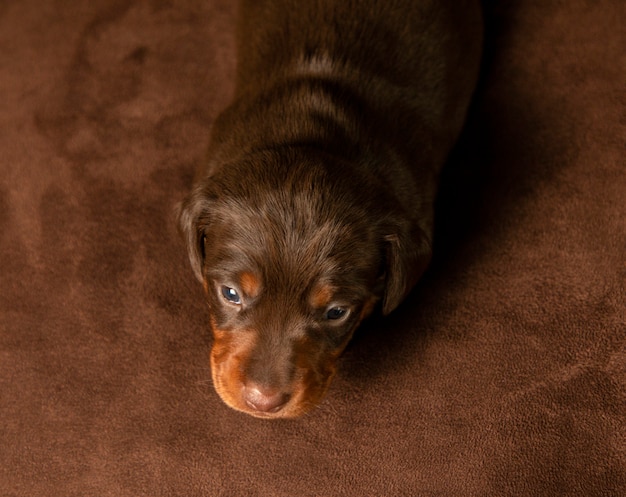 Foto retrato de un cachorro de perro salchicha hermoso, lindo y suave