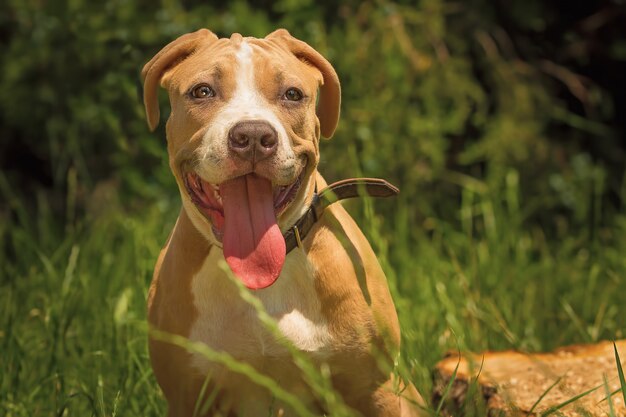 Retrato de un cachorro Pitbull