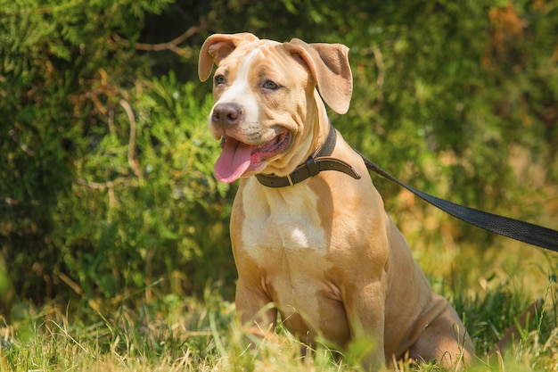 Retrato de un cachorro Pitbull