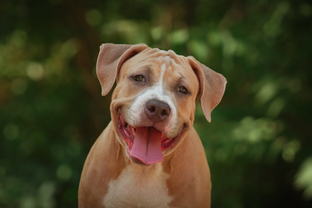 Retrato de un cachorro Pitbull