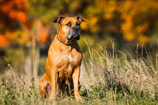 Retrato de un cachorro Pitbull