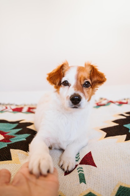 Foto retrato de un cachorro relajándose en la cama en casa