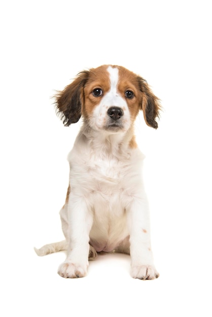 Retrato de un cachorro sentado contra un fondo blanco