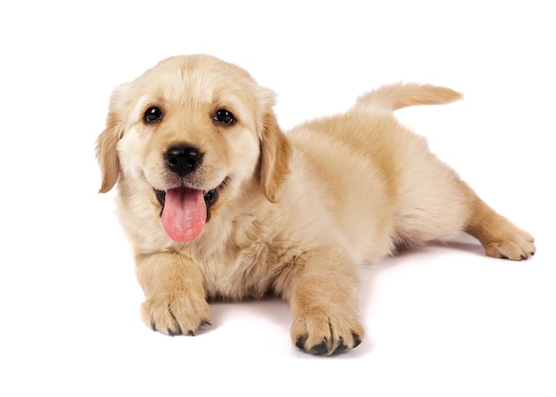 Retrato de un cachorro sentado contra un fondo blanco