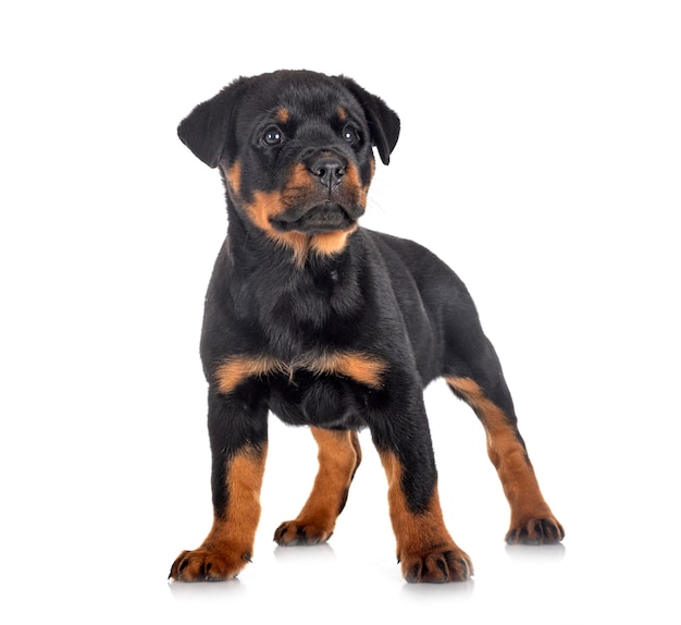 Retrato de un cachorro sentado contra un fondo blanco