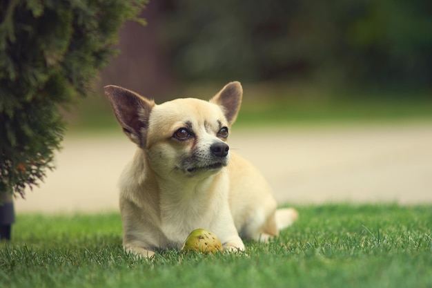 Retrato de un cachorro sentado en la hierba