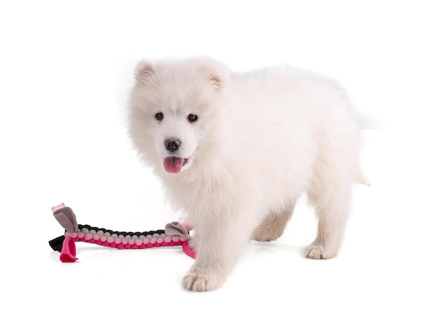 Retrato de un cachorro Smaoyed con un juguete