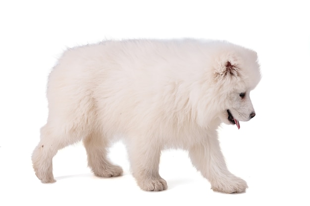 Retrato de un cachorro Smaoyed sobre un fondo blanco.