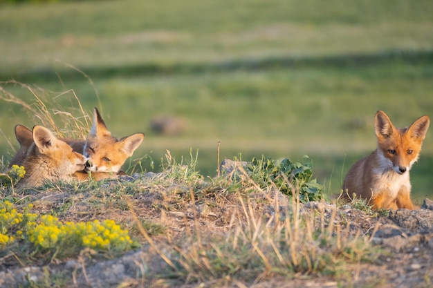 Retrato de un cachorro de zorro rojo Vulpes vulpes en estado salvaje