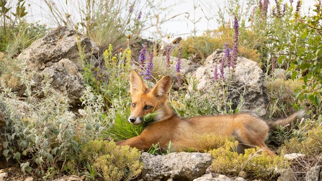 Retrato cachorro de zorro rojo Vulpes vulpes en la naturaleza.