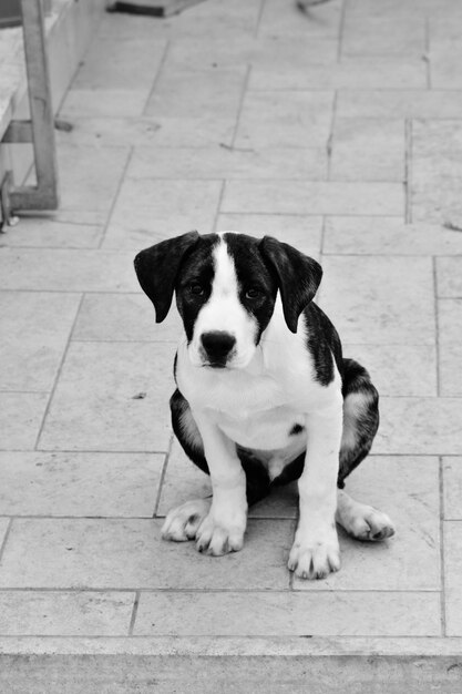 Foto retrato de un cachorro